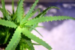 Aloes – jeden z trójcy moje naturalnej, domowej apteczki