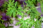Geranium jest niesłychanie pomocne
