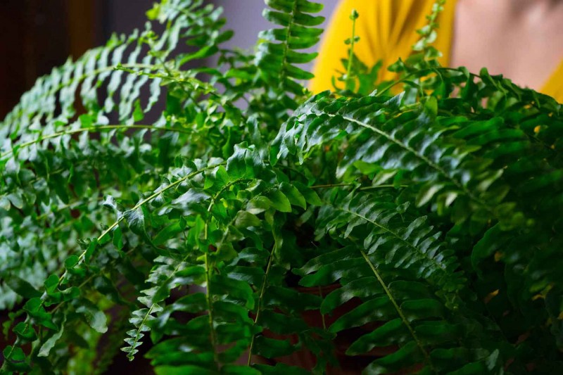 Jak naturalnie usunąć pleśń i wilgoć z domu ?