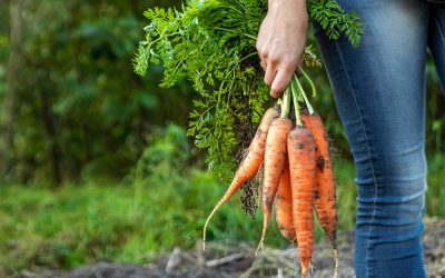 Wzmacniamy odporność warzywami okopowymi